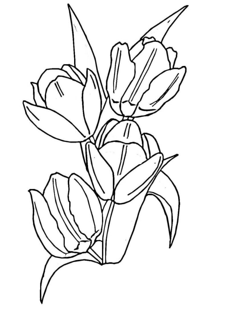 Desenho de Flor Tulipa para Imprimir Pdf Grátis