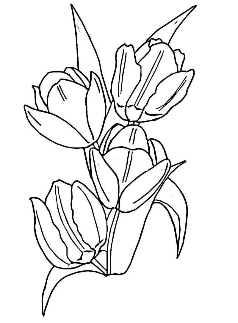 Desenho de Flor Tulipa para Imprimir Pdf Grátis