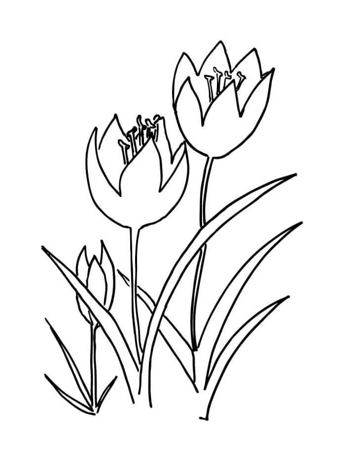 Desenho de Flor Tulipa Pdf para Imprimir e Colorir