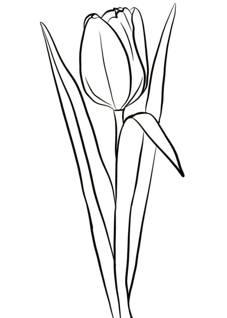 Desenho de Tulipa Download para Colorir