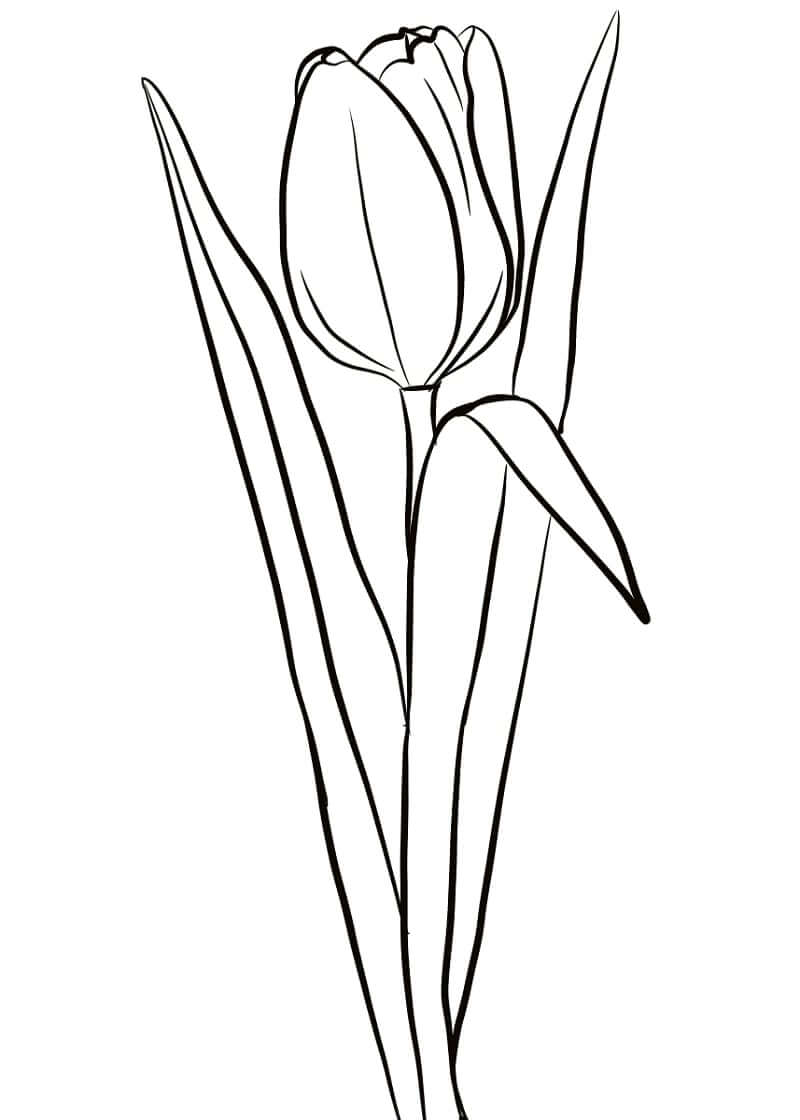 Desenho de Tulipa Download para Colorir