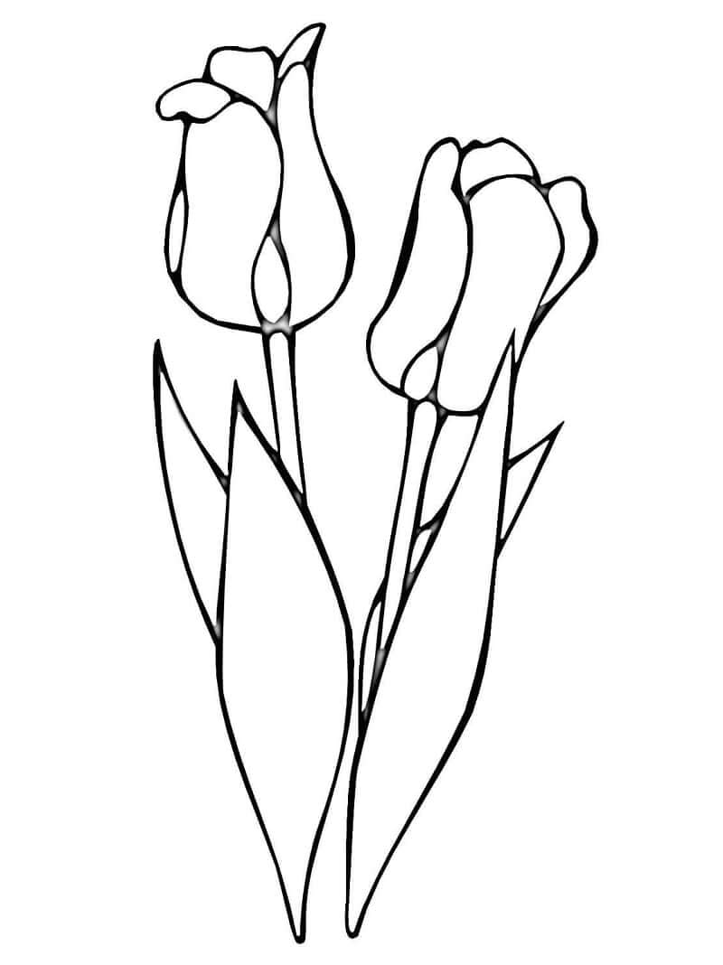 Desenho de Tulipa Imprimivel para Imprimir e Colorir