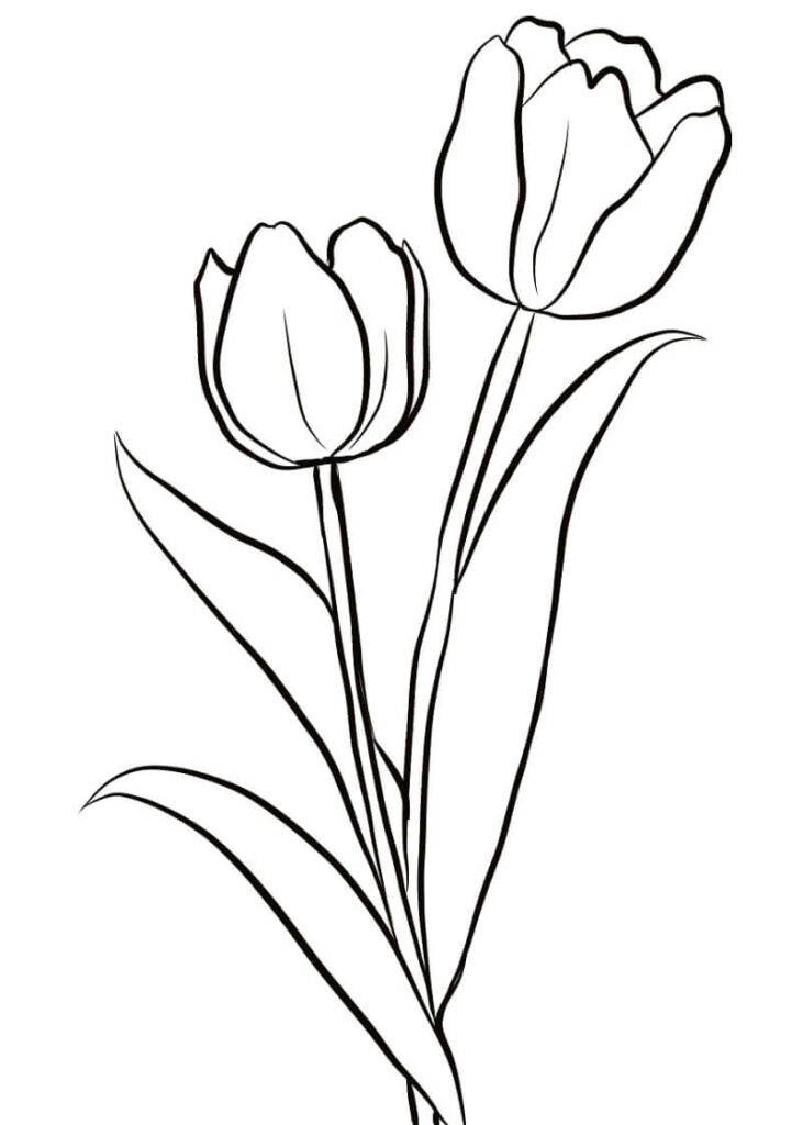 Desenho de Tulipa para Colorir Pdf Grátis