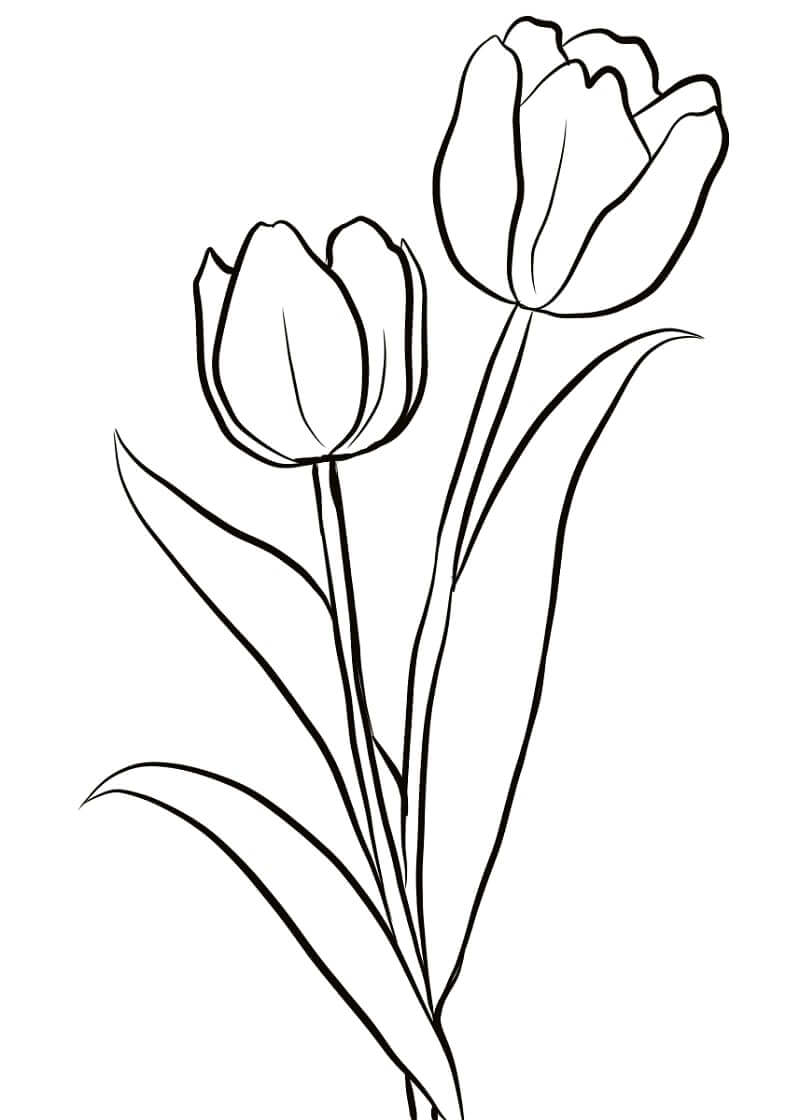 Desenho de Tulipa para Colorir Pdf Grátis