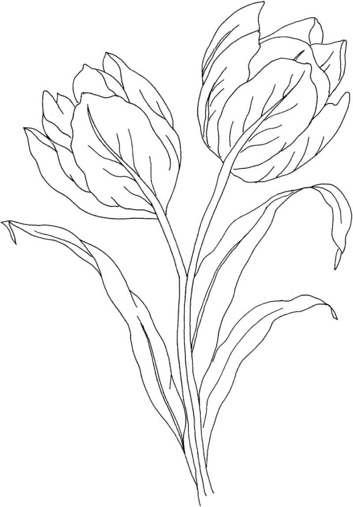 Desenho de Tulipa para Imprimir Download