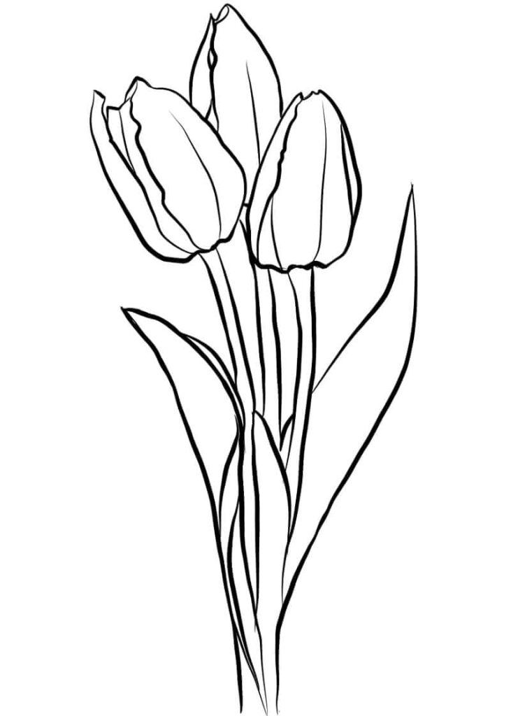 Desenho de Tulipa Pdf para Colorir Grátis