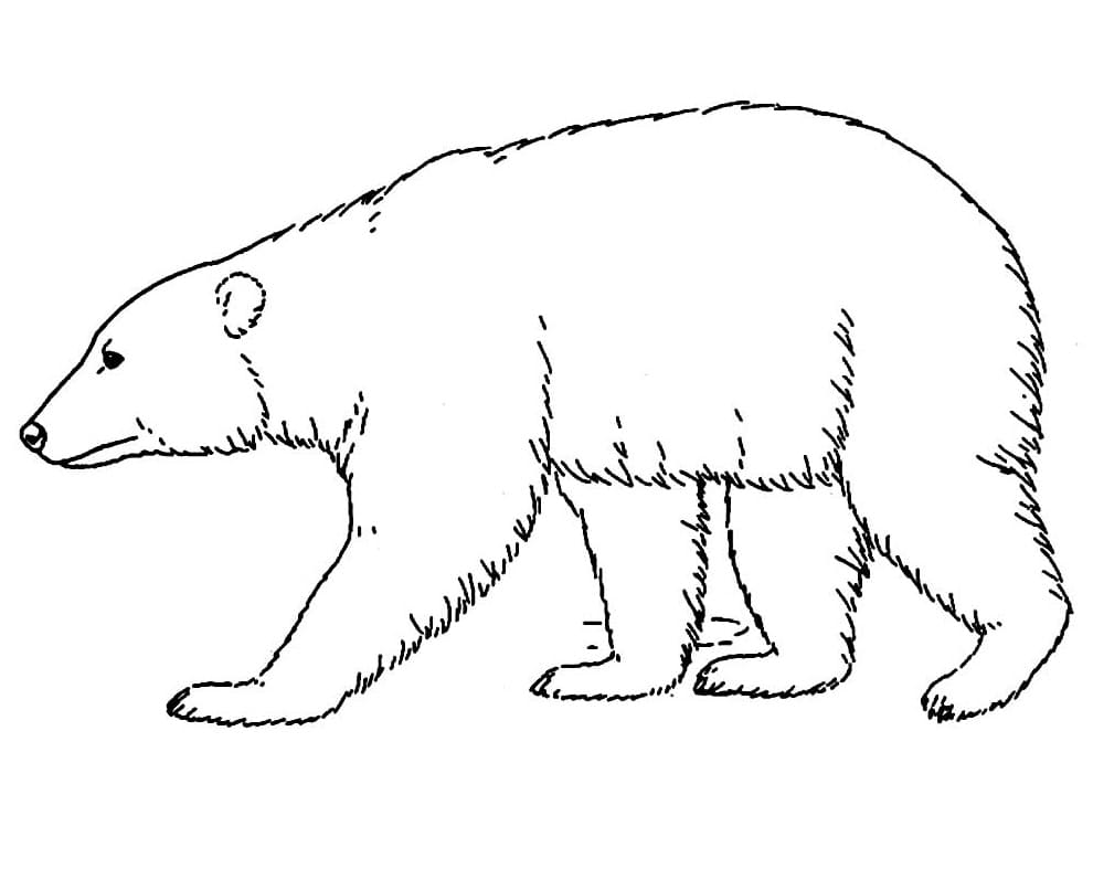 Desenho de um Urso Normal para Colorir