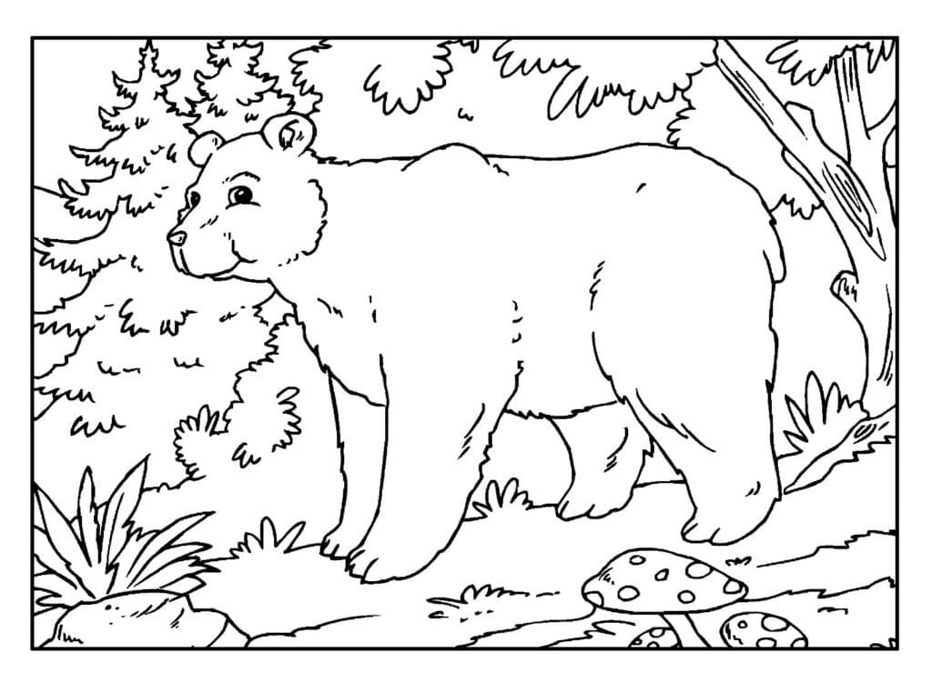 Desenho de um Urso Selvagem para Colorir