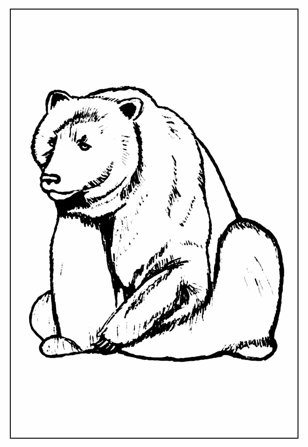 Desenho de Urso Básico para Colorir
