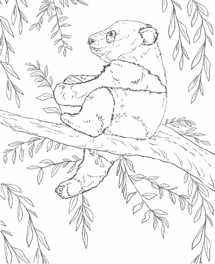 Desenho de Urso para Colorir com Giz de Cera