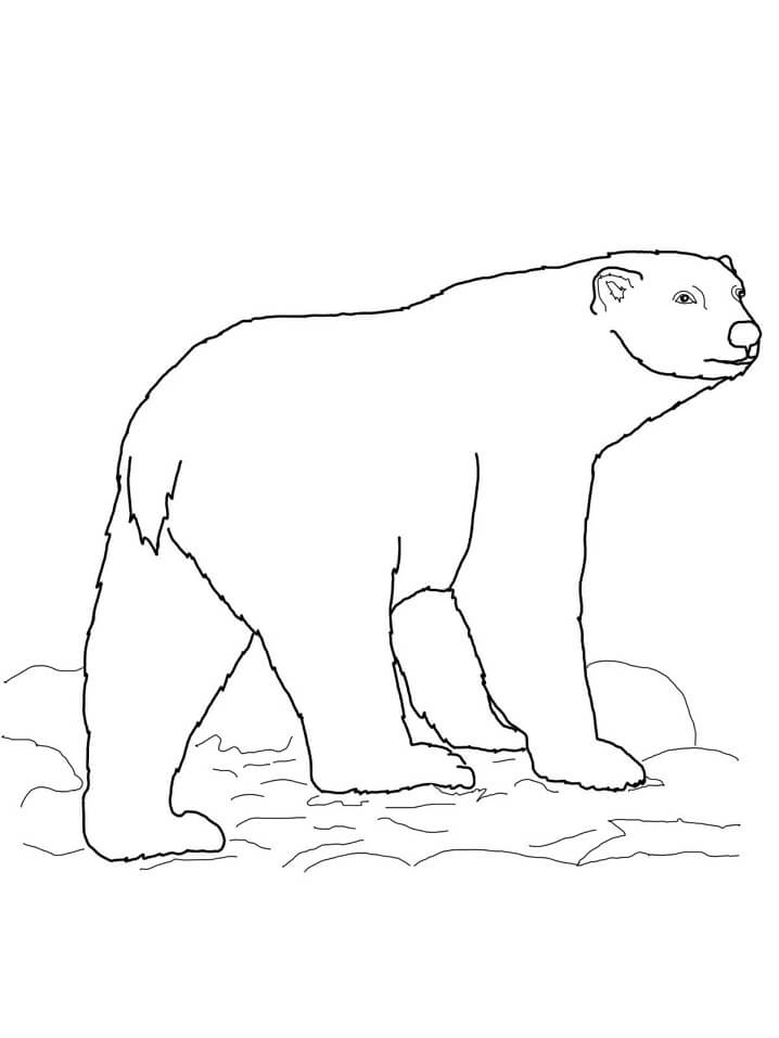 Desenho de Urso para Colorir com Giz de Cera Grátis