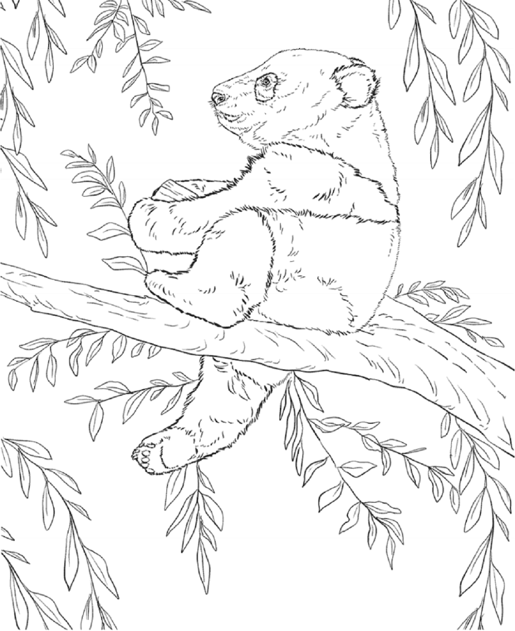 Desenho de Urso para Colorir com Giz de Cera
