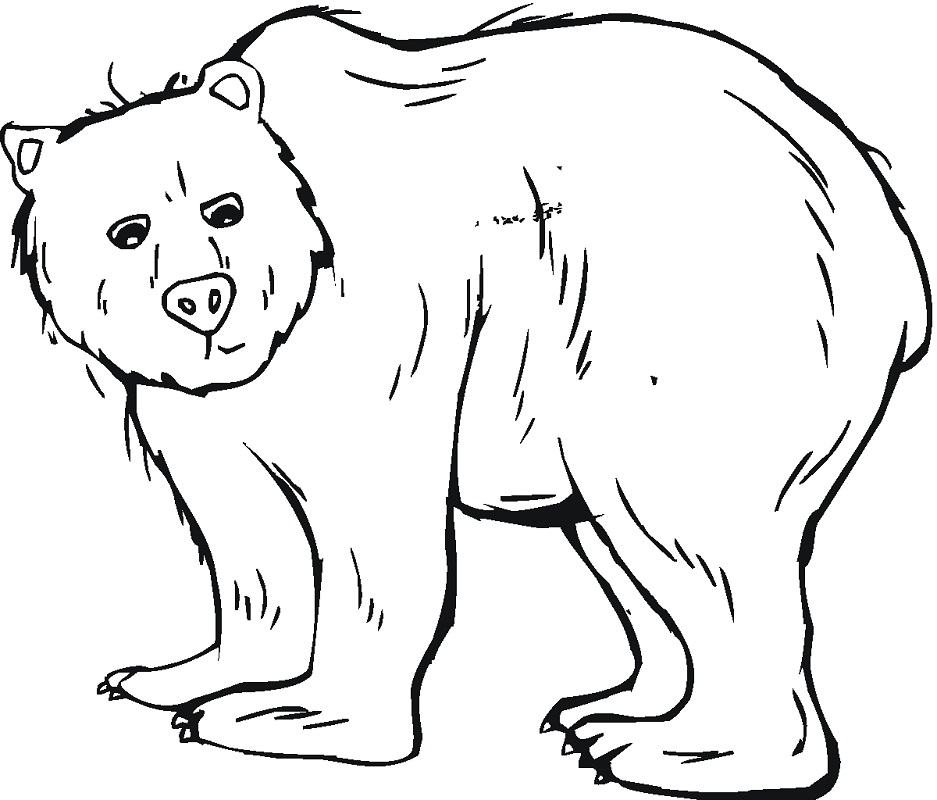Desenho de Urso para Colorir com Lápis de Cor Download