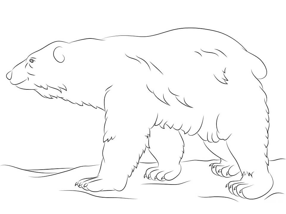 Desenho de Urso para Colorir com Lápis de Cor Grátis