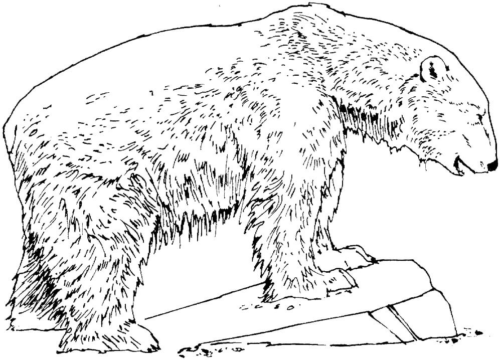 Desenho de Urso para Colorir com Tinta Guache Imprimivel