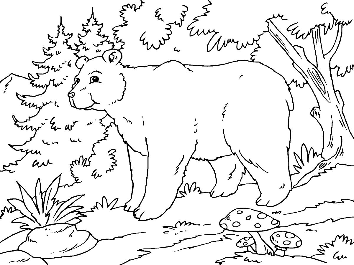 Desenho de Urso para Colorir Download