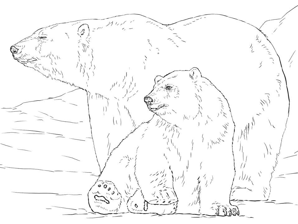 Desenho de Urso para Colorir e Baixar Grátis