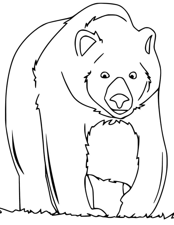 Desenho de Urso para Colorir Grátis Download