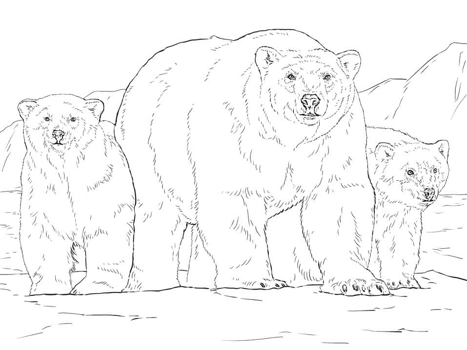 Desenho de Urso para Colorir Grátis Imprimivel