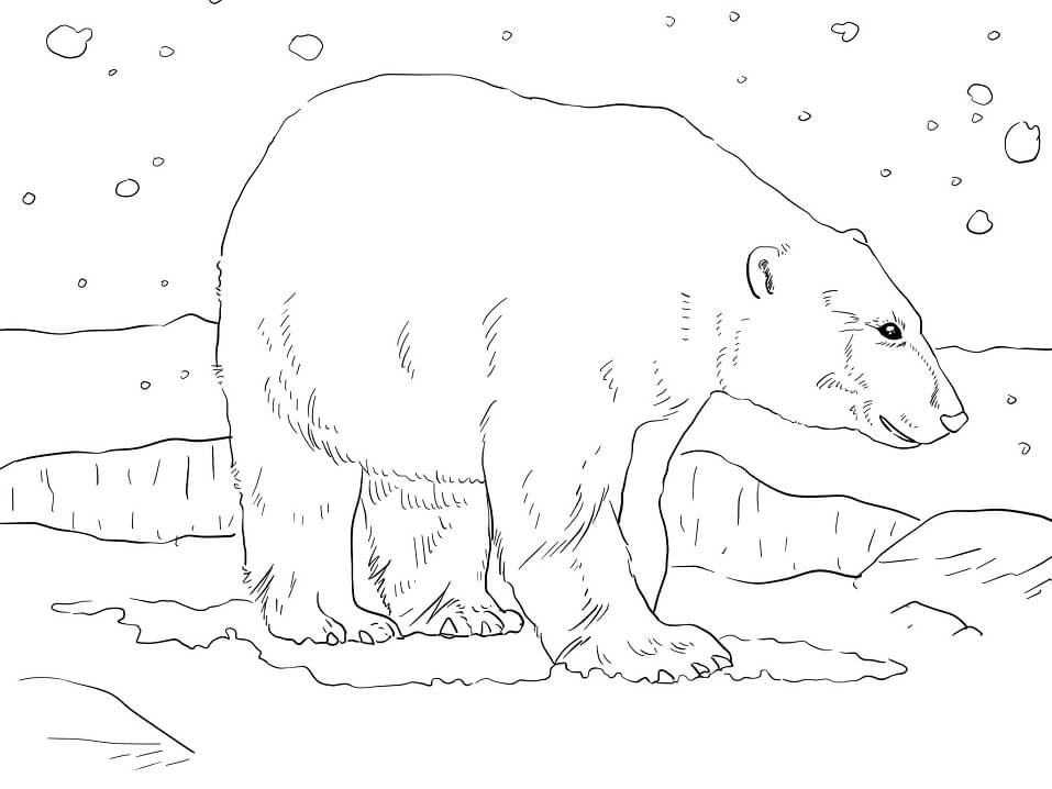 Desenho de Urso para Colorir Online Download