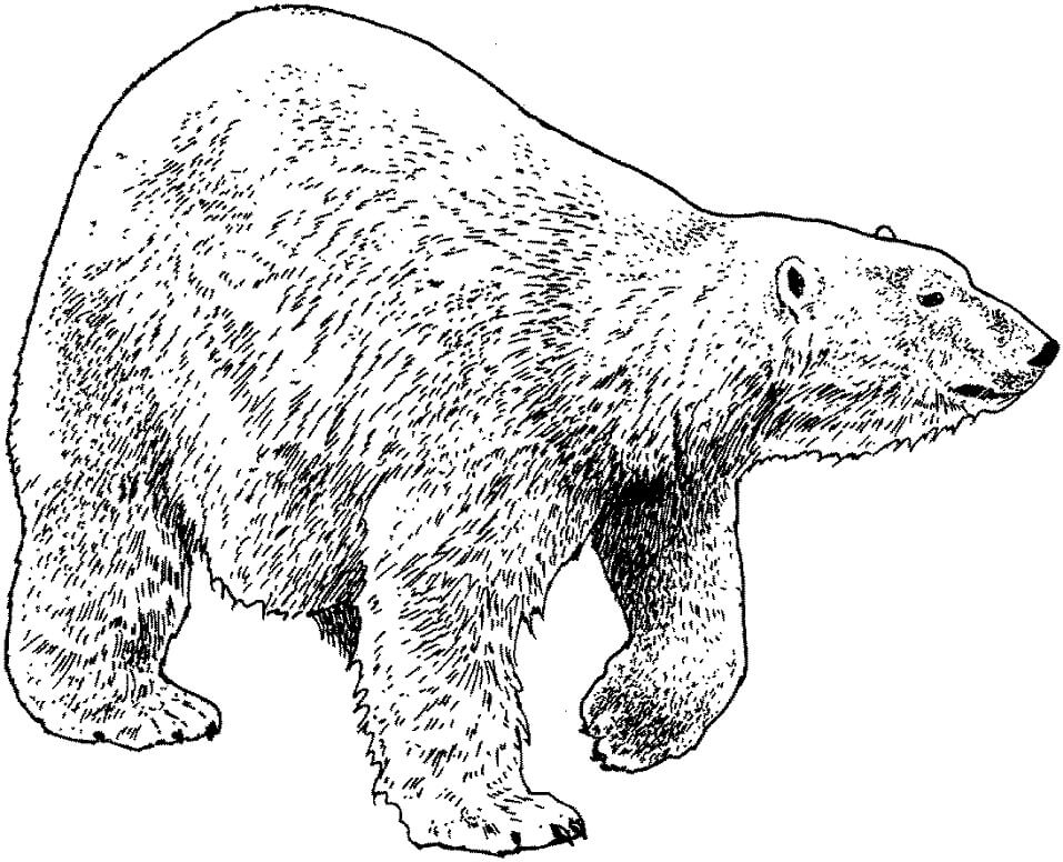 Desenho de Urso para Colorir Pdf Imprimivel