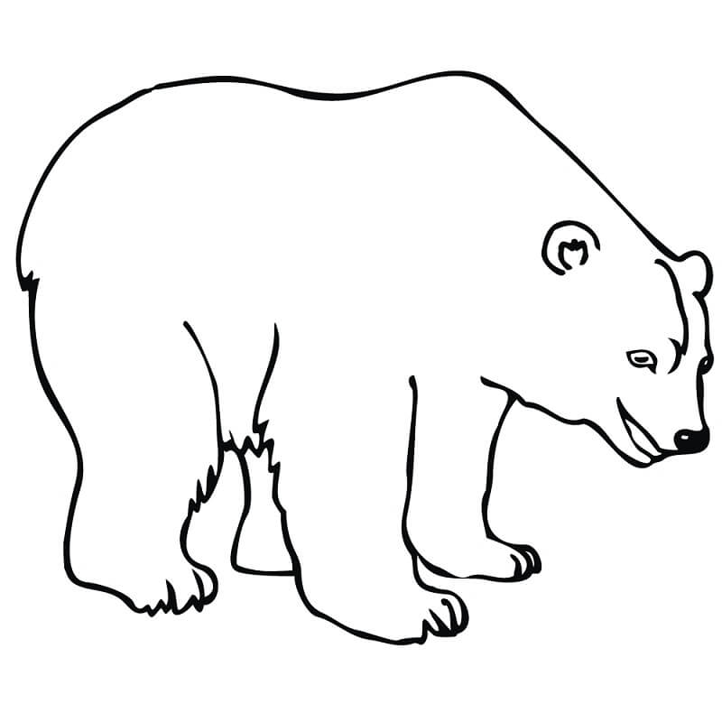 Desenho de Urso para Imprimir Download Pdf