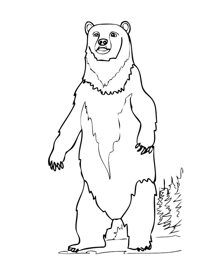 Desenho de Urso para Imprimir Download