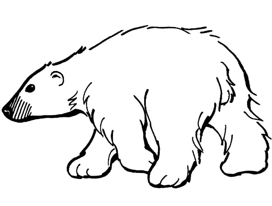 Desenho de Urso para Imprimir e Colorir Pdf