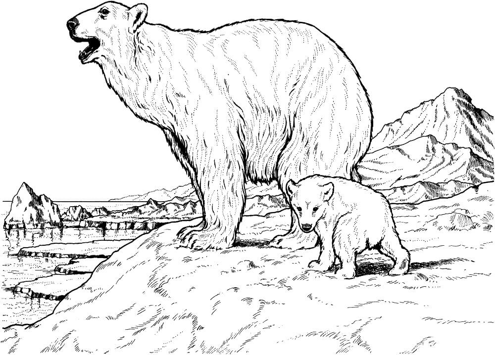 Desenho de Urso para Imprimir em Pdf Download