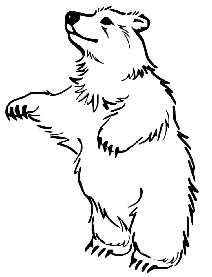 Desenho de Urso para Imprimir em Pdf