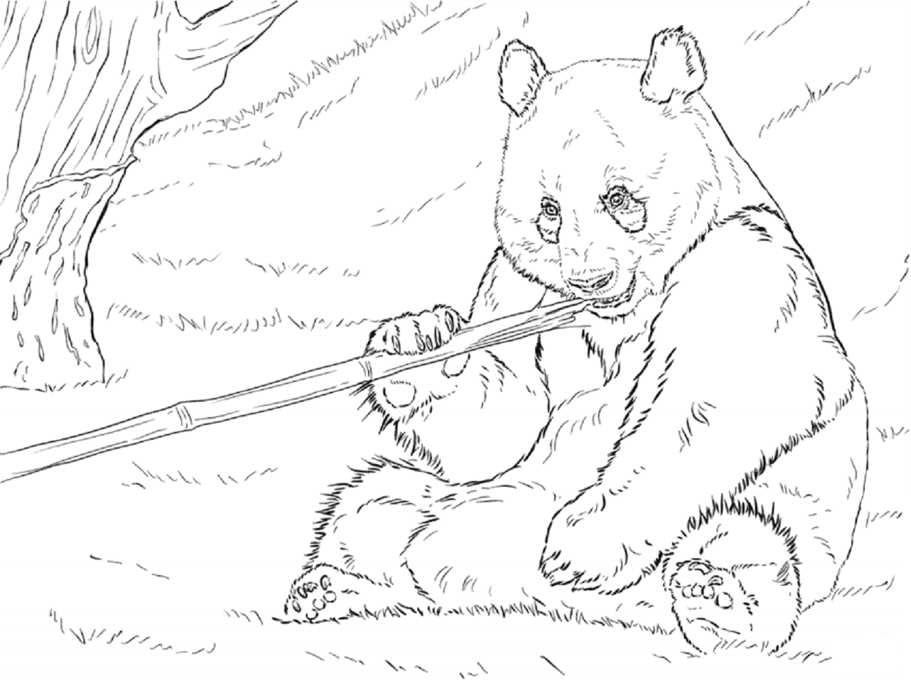 Desenho de Urso para Imprimir Grátis