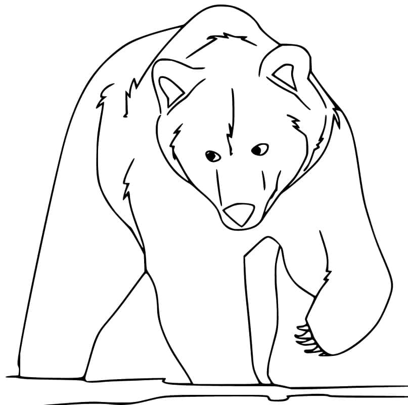 Desenho Grande Urso Pardo para Colorir