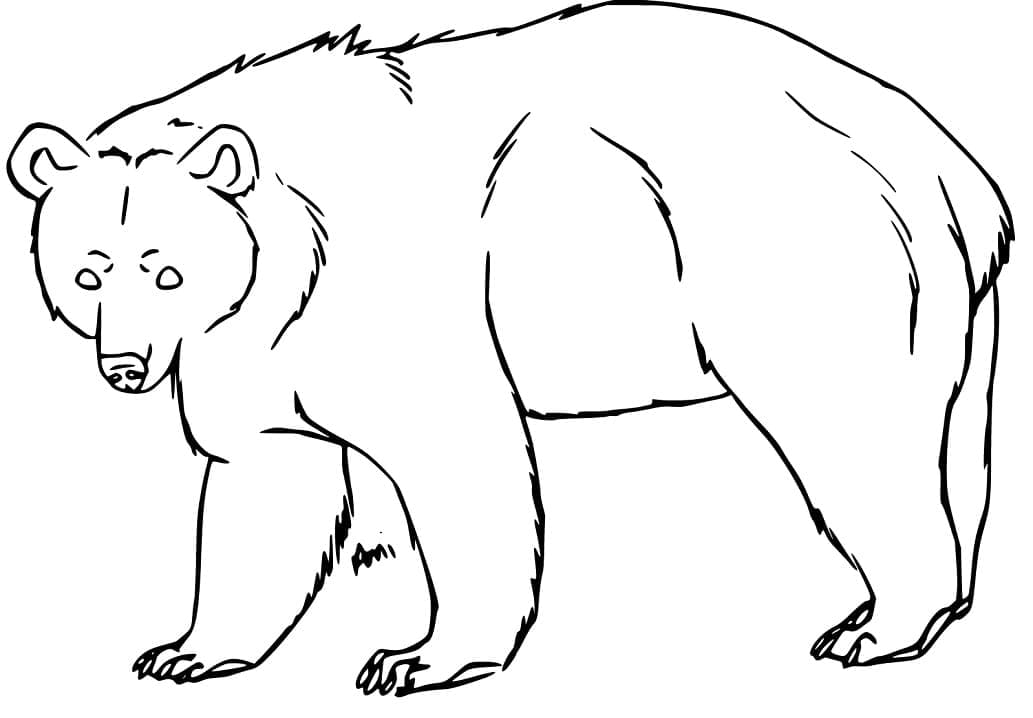 Desenho um Urso Negro para Colorir