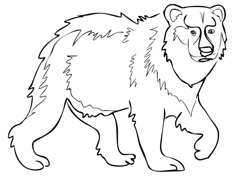 Desenho Urso Marrom para Colorir