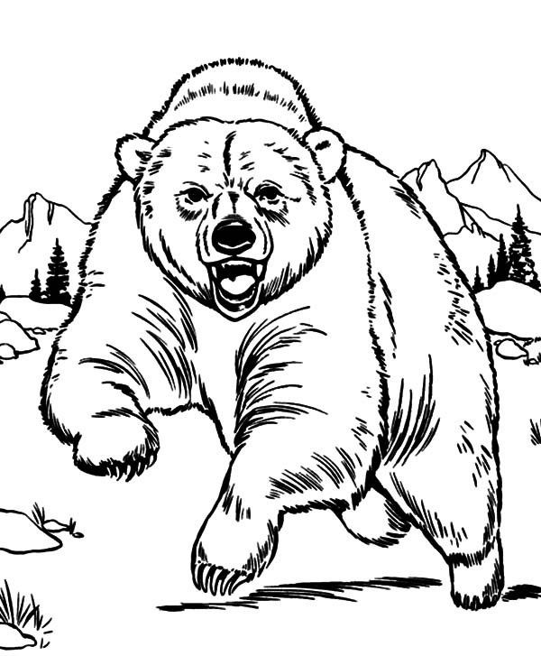 Desenho Urso Pardo para Colorir