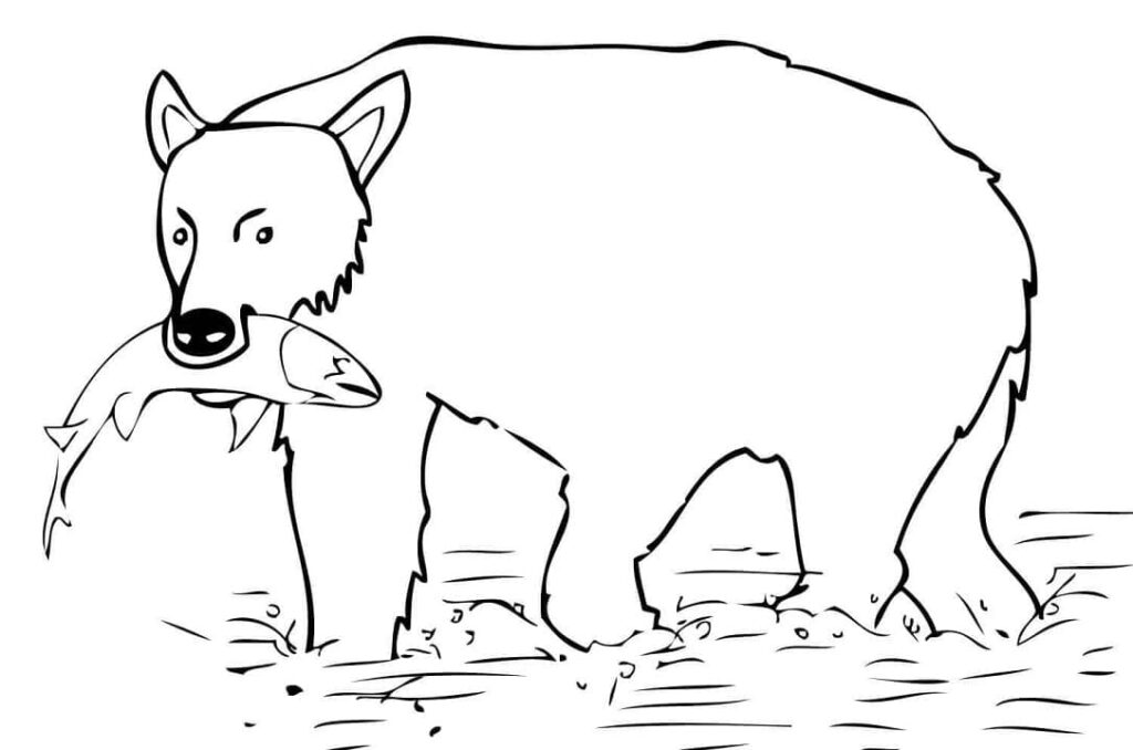 Desenho Urso Pardo Pegando Peixe para Colorir