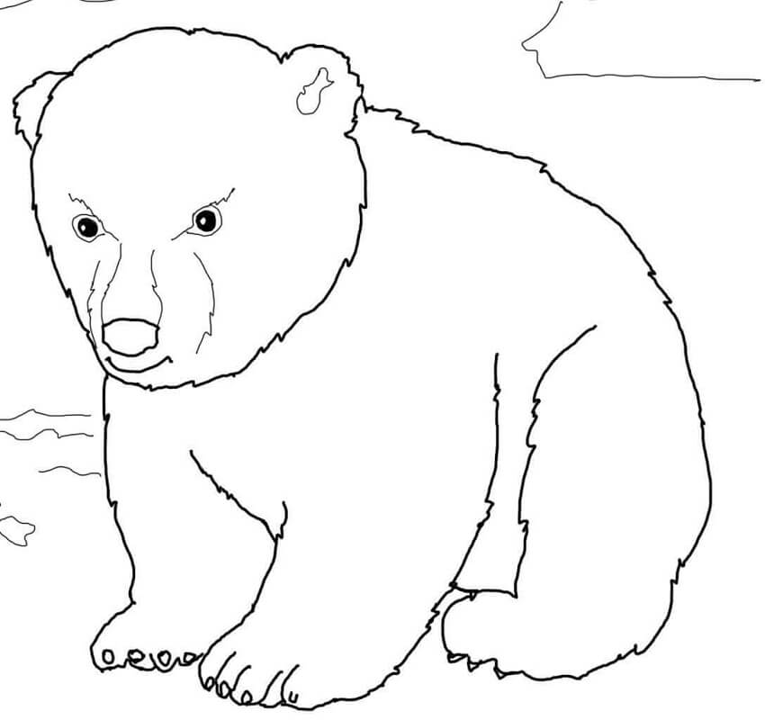 Desenho Urso Polar Fofo para Colorir