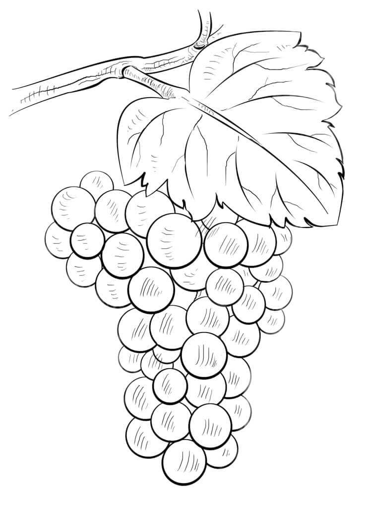 Desenho de Uva Imprimivel Pdf para Colorir