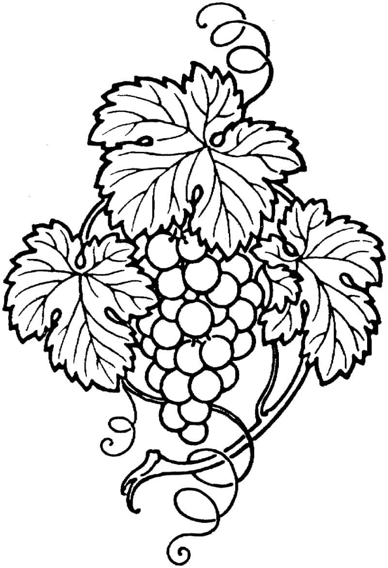 Desenho de Uva para Colorir Imprimivel