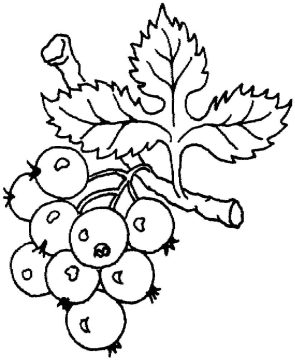 Desenho de Uva para Imprimir Pdf grátis