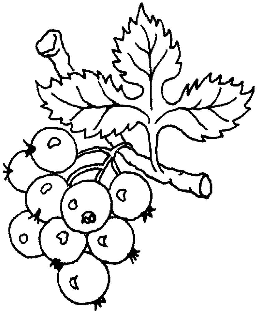 Desenho de Uva para Imprimir Pdf Grátis