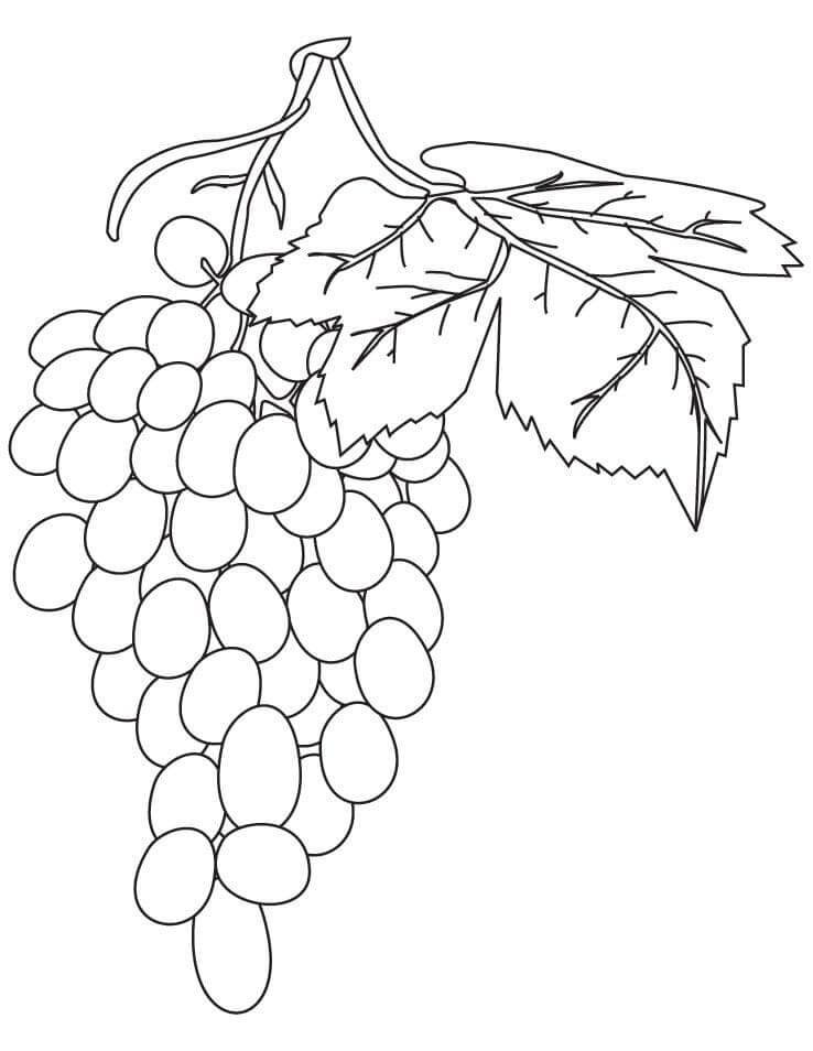 Desenho de Uva Pdf para Imprimir e Colorir