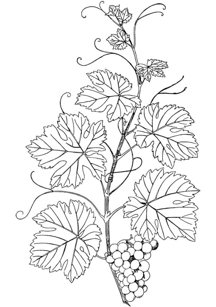 Desenho Parreira de Uva Download Pdf para Colorir