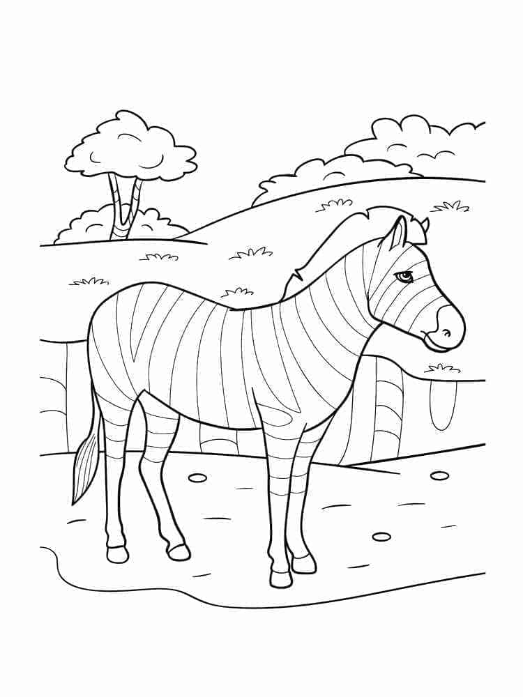 Desenho de Zebra Selvagem para Colorir