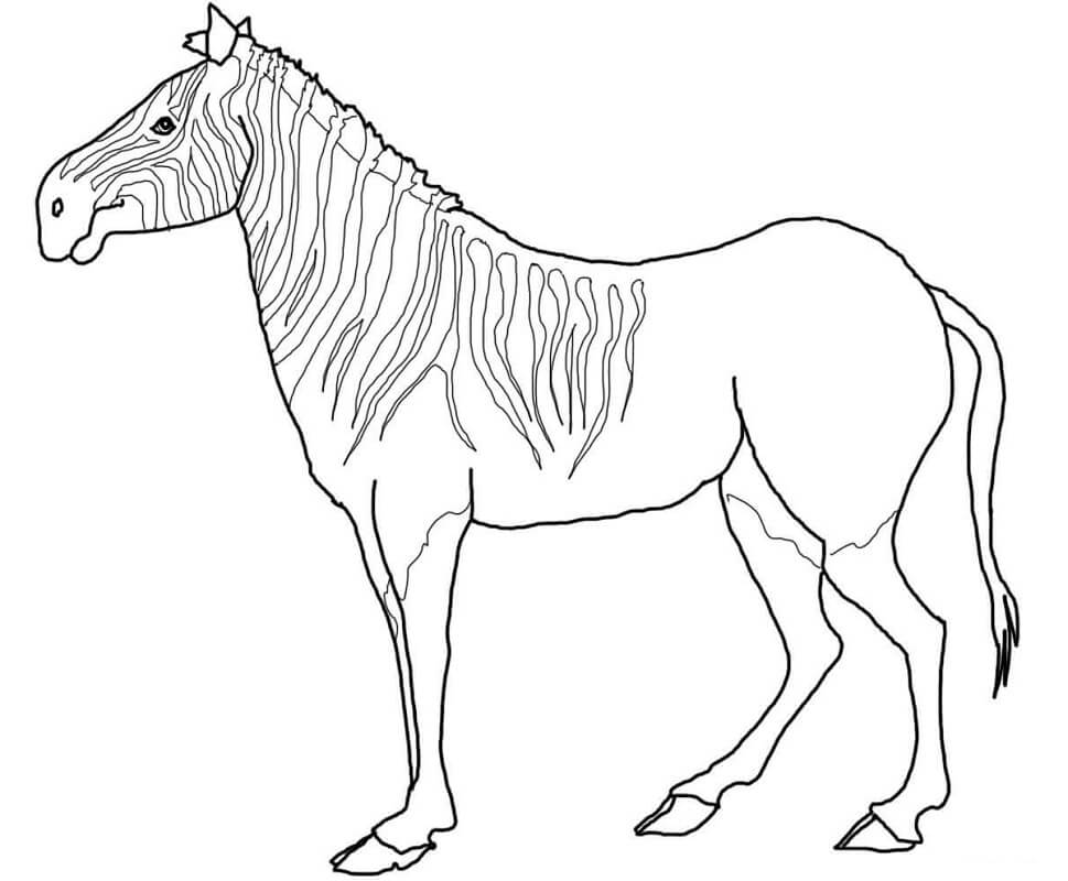 Desenho de Zebra Download para Imprimir e Colorir