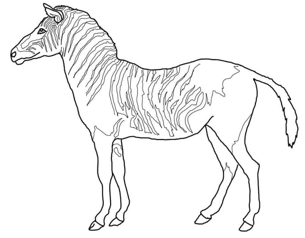 Desenho de Zebra Download Pdf para Colorir