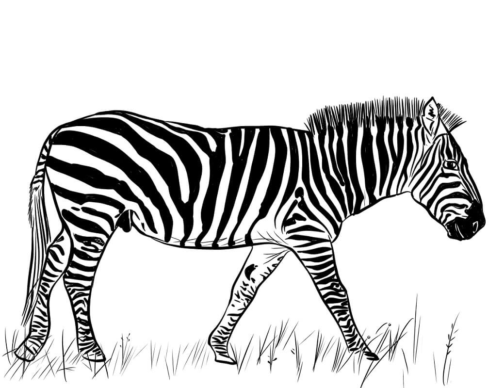 Desenho de Zebra Grátis para Imprimir e Colorir