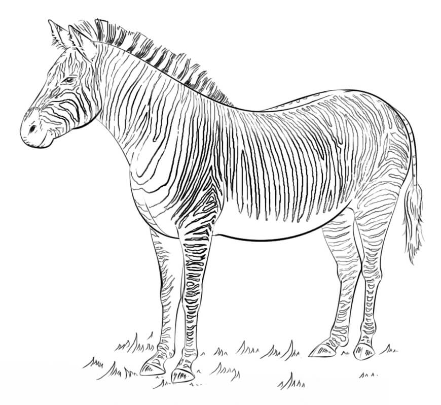 Desenho de Zebra Grátis Pdf para Colorir