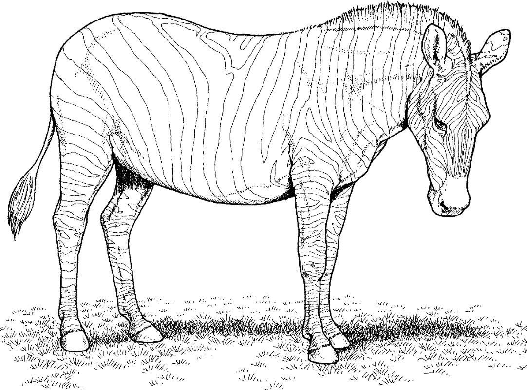 Desenho de Zebra Imprimivel Pdf para Colorir