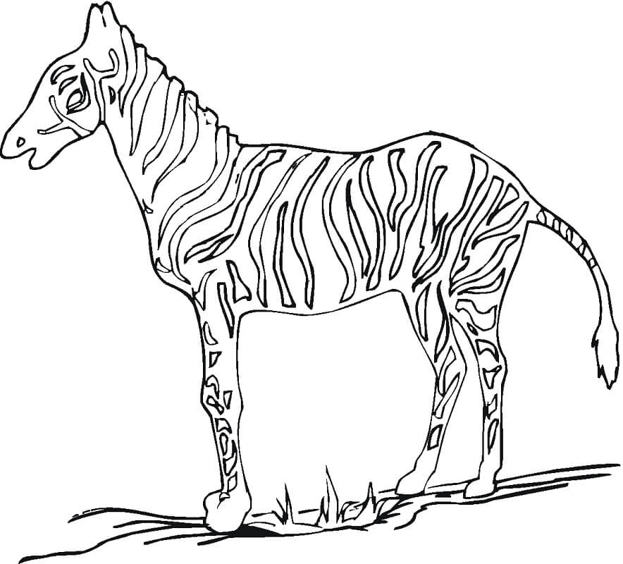 Desenho de Zebra para Colorir Download
